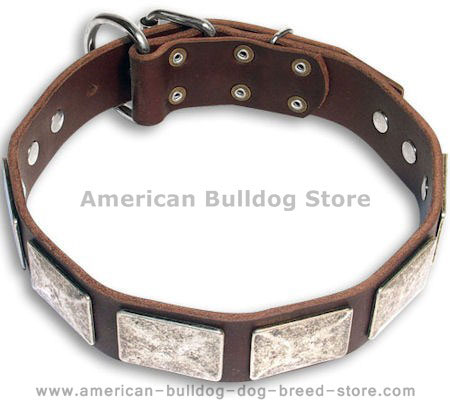 Exquisite American Bulldog Collar Decorated with Silver Color Plates