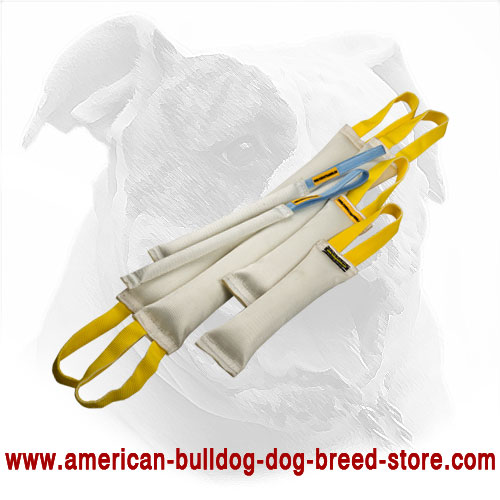 Save Your Money with this Training Set for American Bulldog