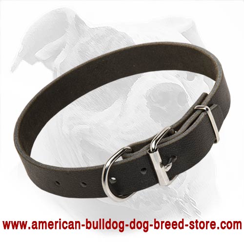 Light and Super Comfortable Leather Collar to Train or Walk Your American Bulldog