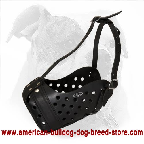 Extremely Comfortable Leather Muzzle for Agitation Training of Your American Bulldog