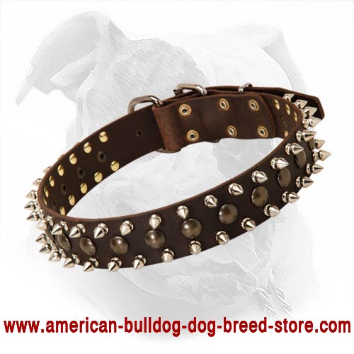 Walking and Training Leather Collar Decorated with Nickel Spikes and Brass Studs for Your American Bulldog