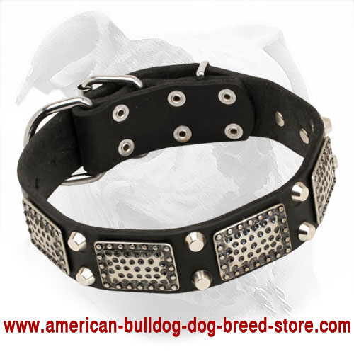 Leather American Bulldog Collar Decorated with Large Plates