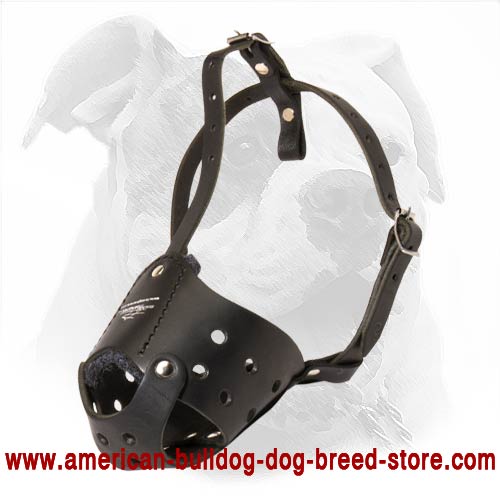 Strong, Safe and Maximally Comfortable Every Day Leather Muzzle for American Bulldog