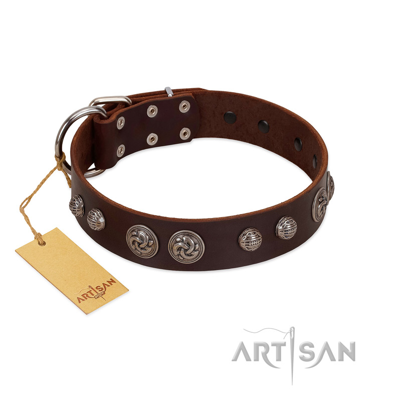 "Choco Brownie" FDT Artisan Brown Leather American Bulldog Collar Adorned with Silver-Like Conchos