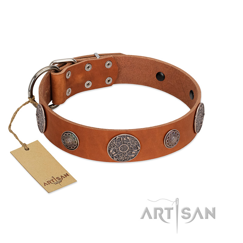 "Foxy Nature" FDT Artisan Tan Leather American Bulldog Collar with Chrome Plated Brooches