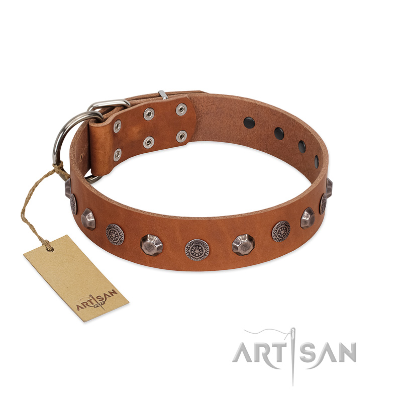 "Silver Age" Fashionable FDT Artisan Tan Leather American Bulldog Collar with Silver-Like Studs