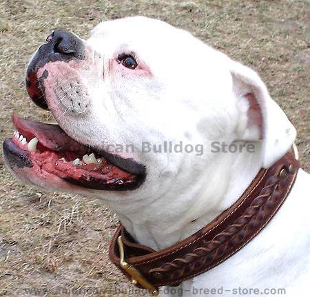 braided leather dog collars