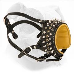 Maximally comfortable belt-like muzzle for American Bulldog