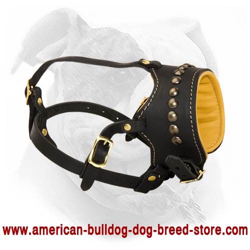 Easy to Fit Leather American Bulldog Muzzle for Daily Use M64 1012 Breathe Free American Bulldog Muzzle American Bulldog Harness American Bulldog Muzzle American Bulldog Collar Dog leashes Dog trainin...