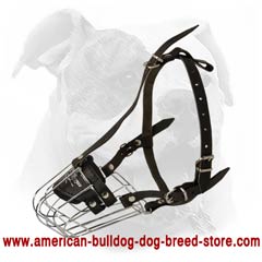 American Bulldog wire cage muzzle