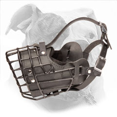 Winter Muzzle for American Bulldog