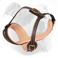 Maximally comfortable and safe muzzle for American Bulldog