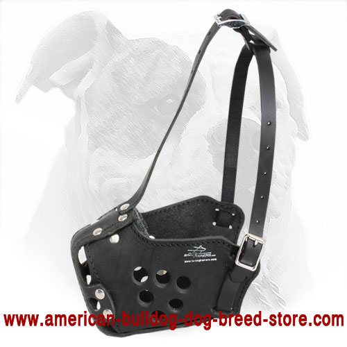 Leather American Bulldog Muzzle