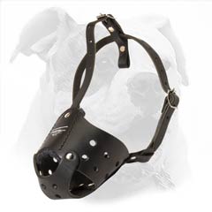 100% full grain leather muzzle for your American Bulldog