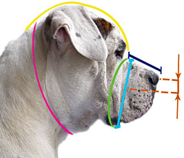 How to measure your dog