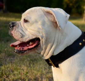 Interesting facts about American Bulldogs